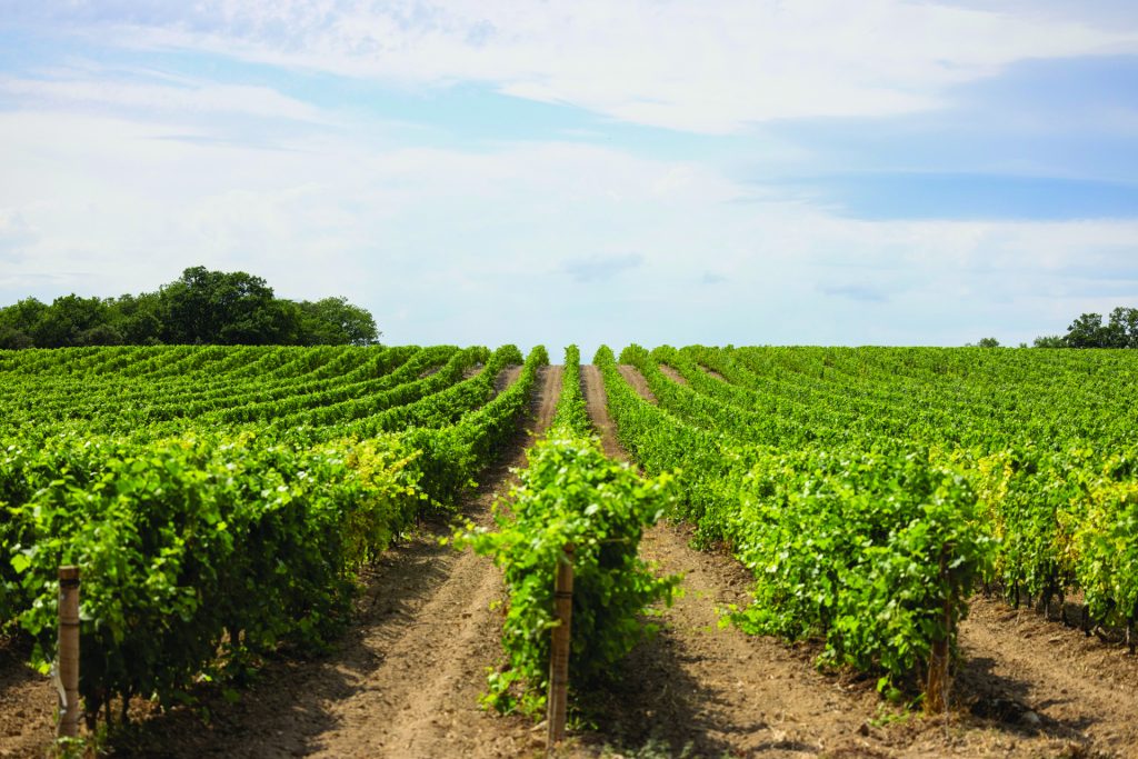 Domaine Bargemone vente de vins coteaux d’Aix-en- Provence